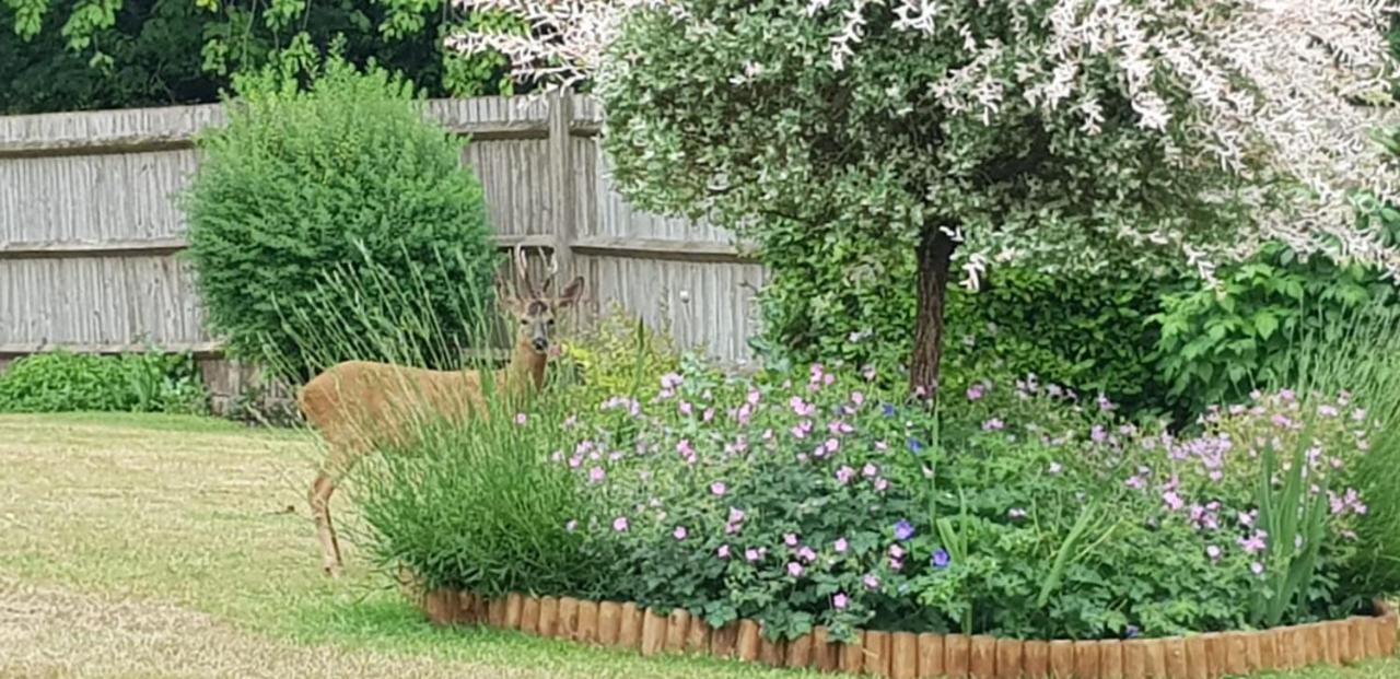 Ha'Penny Acre Bed and Breakfast Sherfield English Eksteriør billede